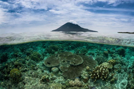 coral nature underwater HD Desktop Wallpaper | Background Image