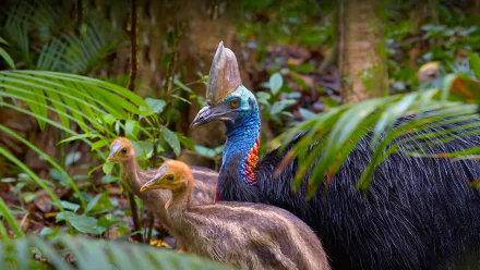 5K Ultra HD PC desktop wallpaper of an animal — a cassowary with two chicks among lush tropical foliage, showing its blue neck, casque and glossy black feathers.