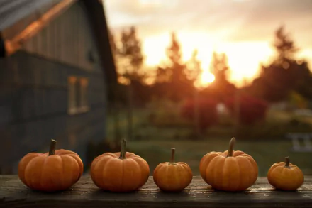  Pumpkins All In A Row