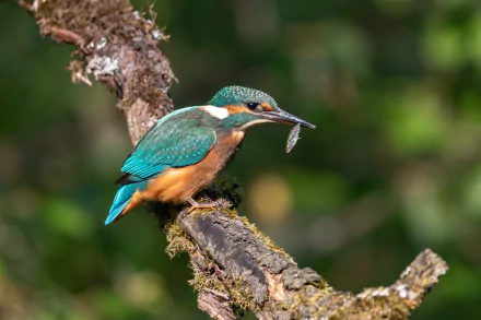 Animal kingfisher HD Desktop Wallpaper | Background Image