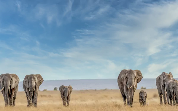 Animal elephant HD Desktop Wallpaper | Background Image