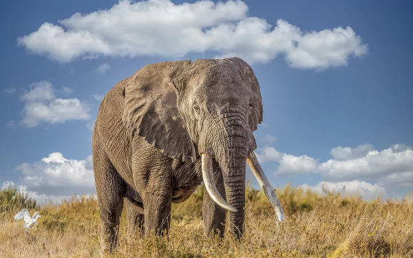 Animal elephant HD Desktop Wallpaper | Background Image