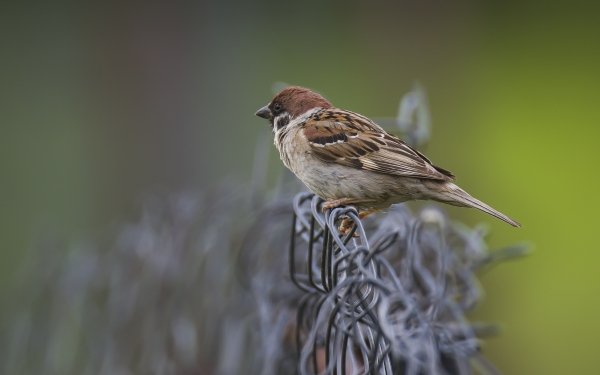 Animal Sparrow Birds Passerines HD Wallpaper | Background Image