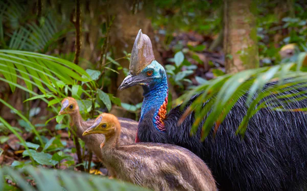 5K Ultra HD PC desktop wallpaper of an animal — a cassowary with two chicks among lush tropical foliage, showing its blue neck, casque and glossy black feathers.