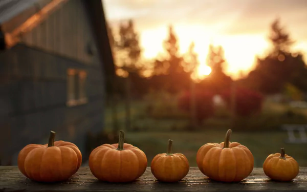  Pumpkins All In A Row
