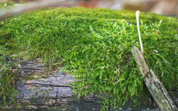 nature moss HD Desktop Wallpaper | Background Image