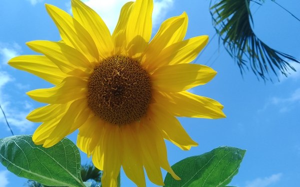 Earth Sunflower Flowers HD Wallpaper | Background Image
