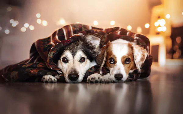 Two dogs snuggle under a cozy blanket, resting peacefully together on a warm floor. Soft bokeh lights create a serene atmosphere. A charming 4K Ultra HD wallpaper for any desktop.