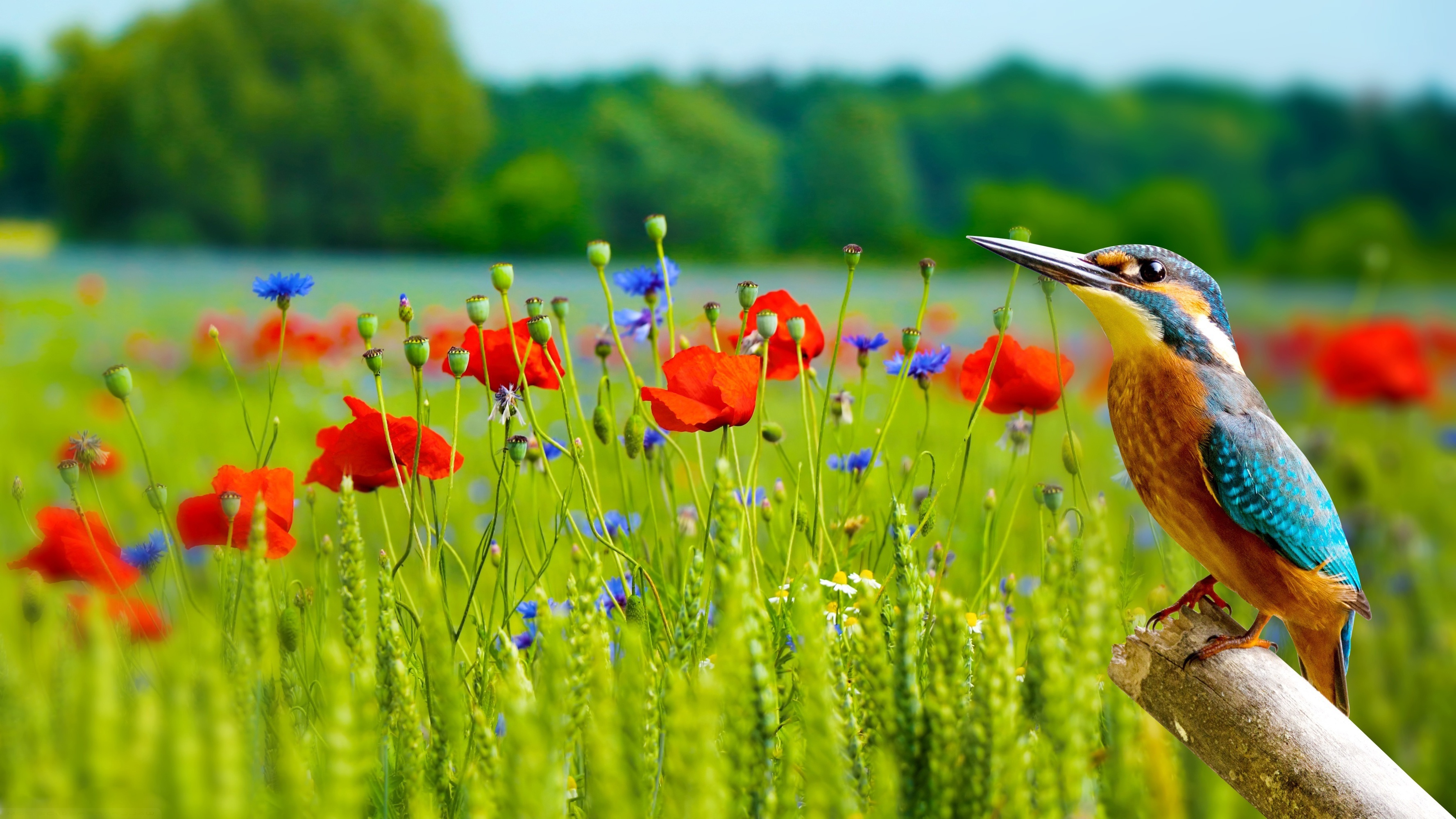 Download Poppy Animal Kingfisher HD Wallpaper