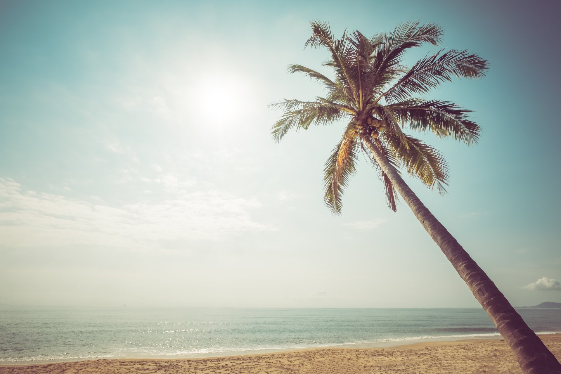 Download Palm Tree Horizon Nature Ocean Tree 4k Ultra HD Wallpaper ...