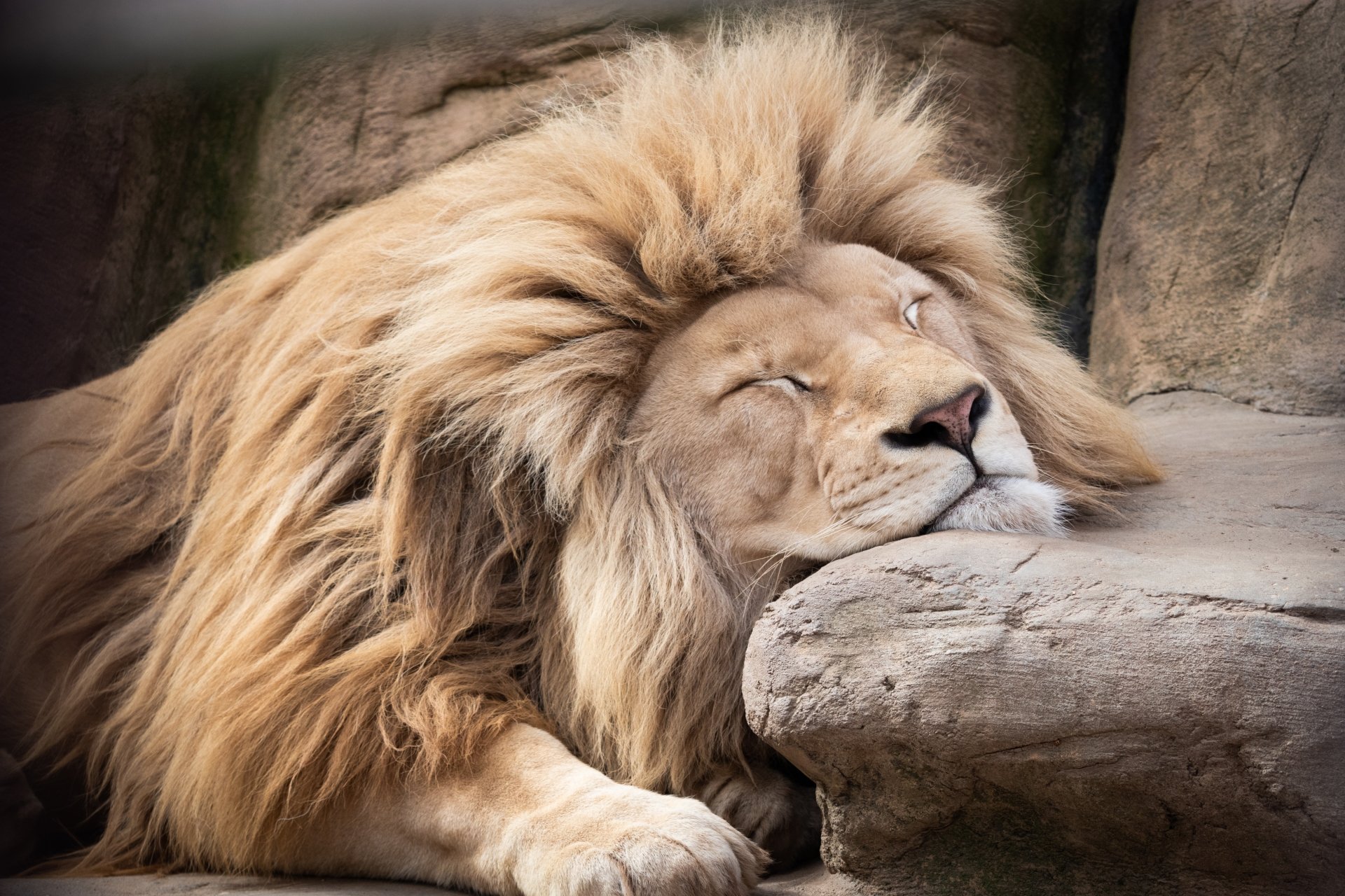 Download Sleeping Animal Lion 4k Ultra HD Wallpaper