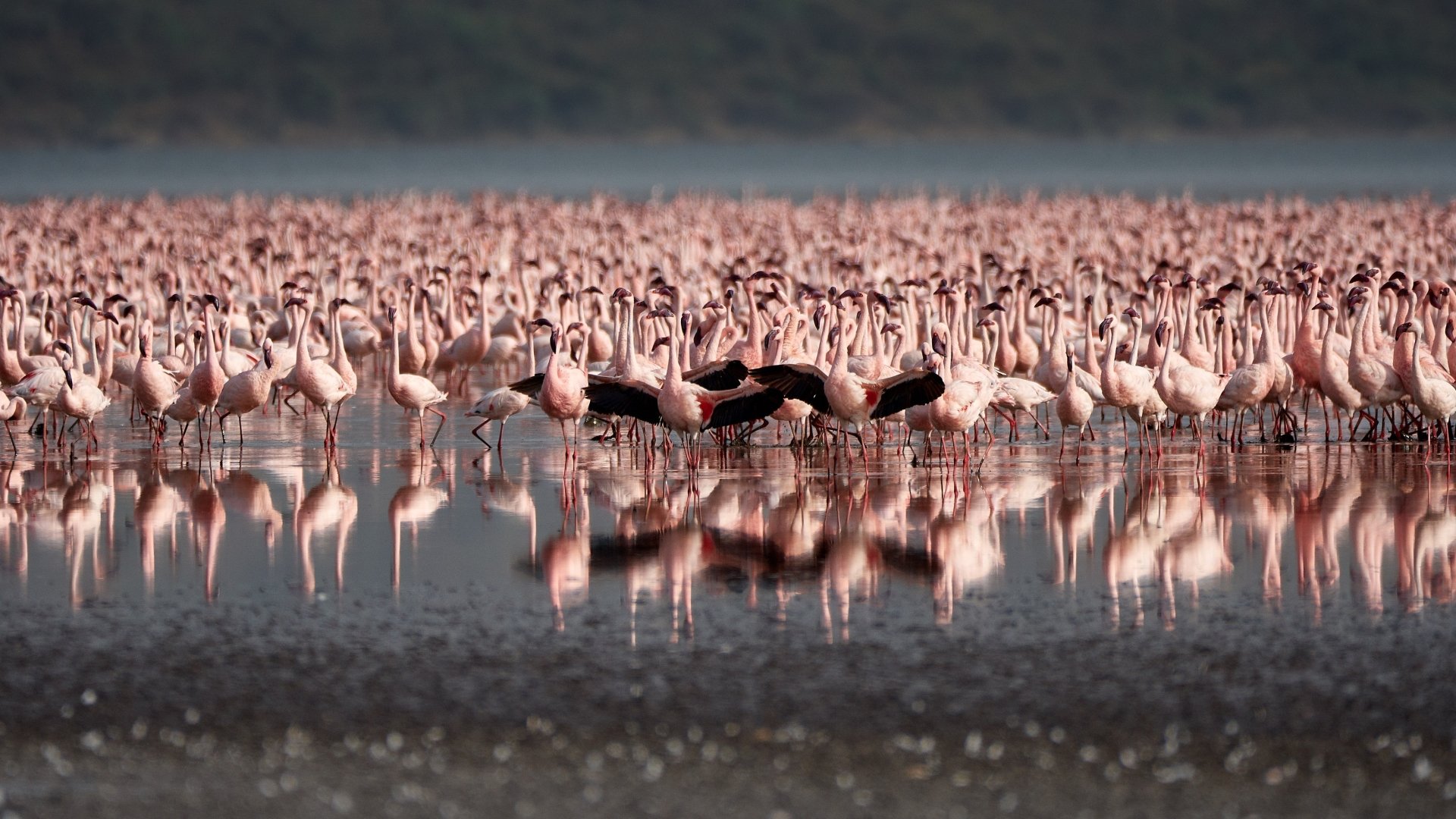 Download Animal Flamingo HD Wallpaper