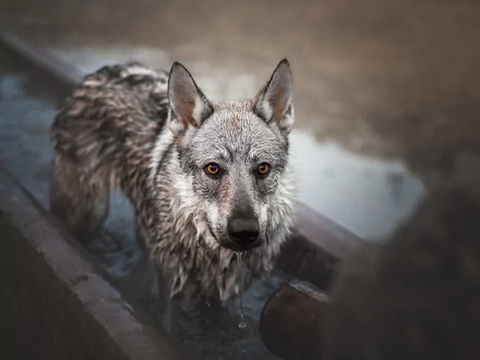 Animal wolfdog HD Desktop Wallpaper | Background Image