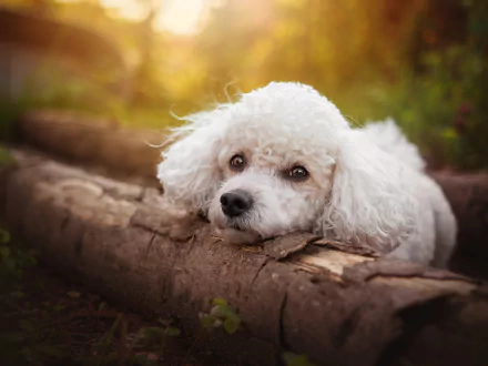 Animal poodle HD Desktop Wallpaper | Background Image