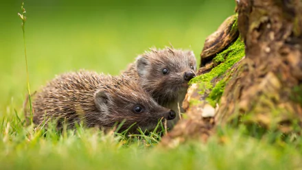 Animal hedgehog HD Desktop Wallpaper | Background Image