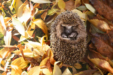 Animal hedgehog HD Desktop Wallpaper | Background Image