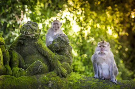Animal macaque HD Desktop Wallpaper | Background Image