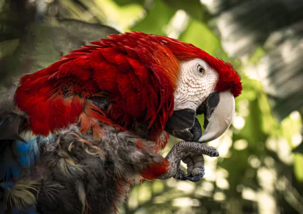 Animal scarlet macaw HD Desktop Wallpaper | Background Image