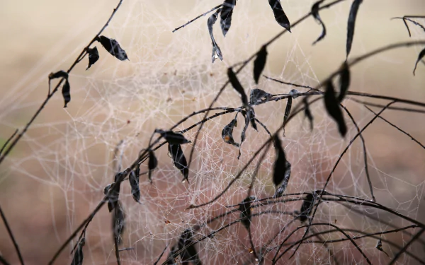  Web