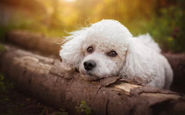 Animal poodle HD Desktop Wallpaper | Background Image