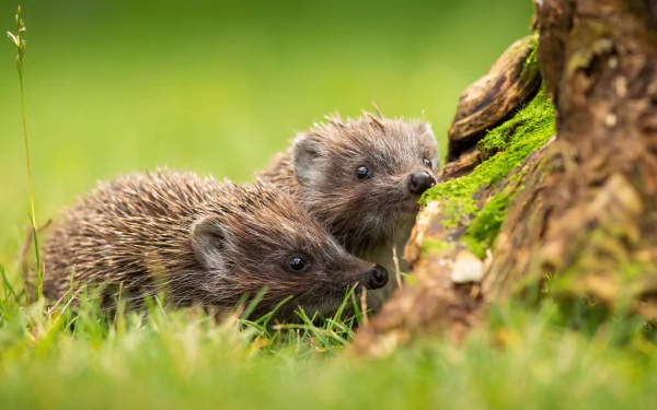 Animal hedgehog HD Desktop Wallpaper | Background Image