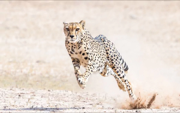 Animal cheetah HD Desktop Wallpaper | Background Image