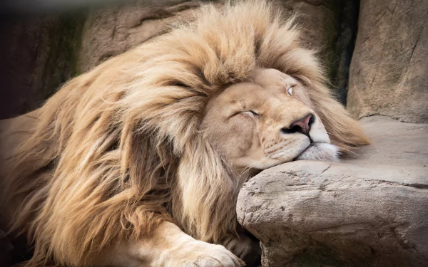 sleeping Animal lion HD Desktop Wallpaper | Background Image
