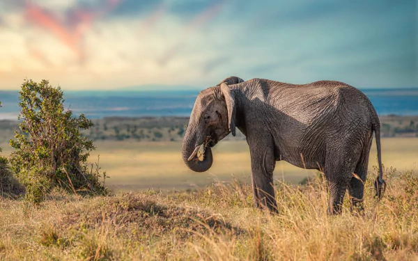 Animal elephant HD Desktop Wallpaper | Background Image