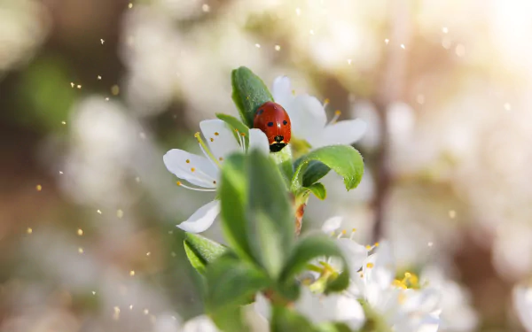 A vibrant HD desktop wallpaper featuring a close-up of a beautiful ladybug on a leaf, perfect for nature enthusiasts.
