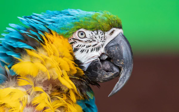 Animal Blue-and-yellow Macaw HD Desktop Wallpaper | Background Image