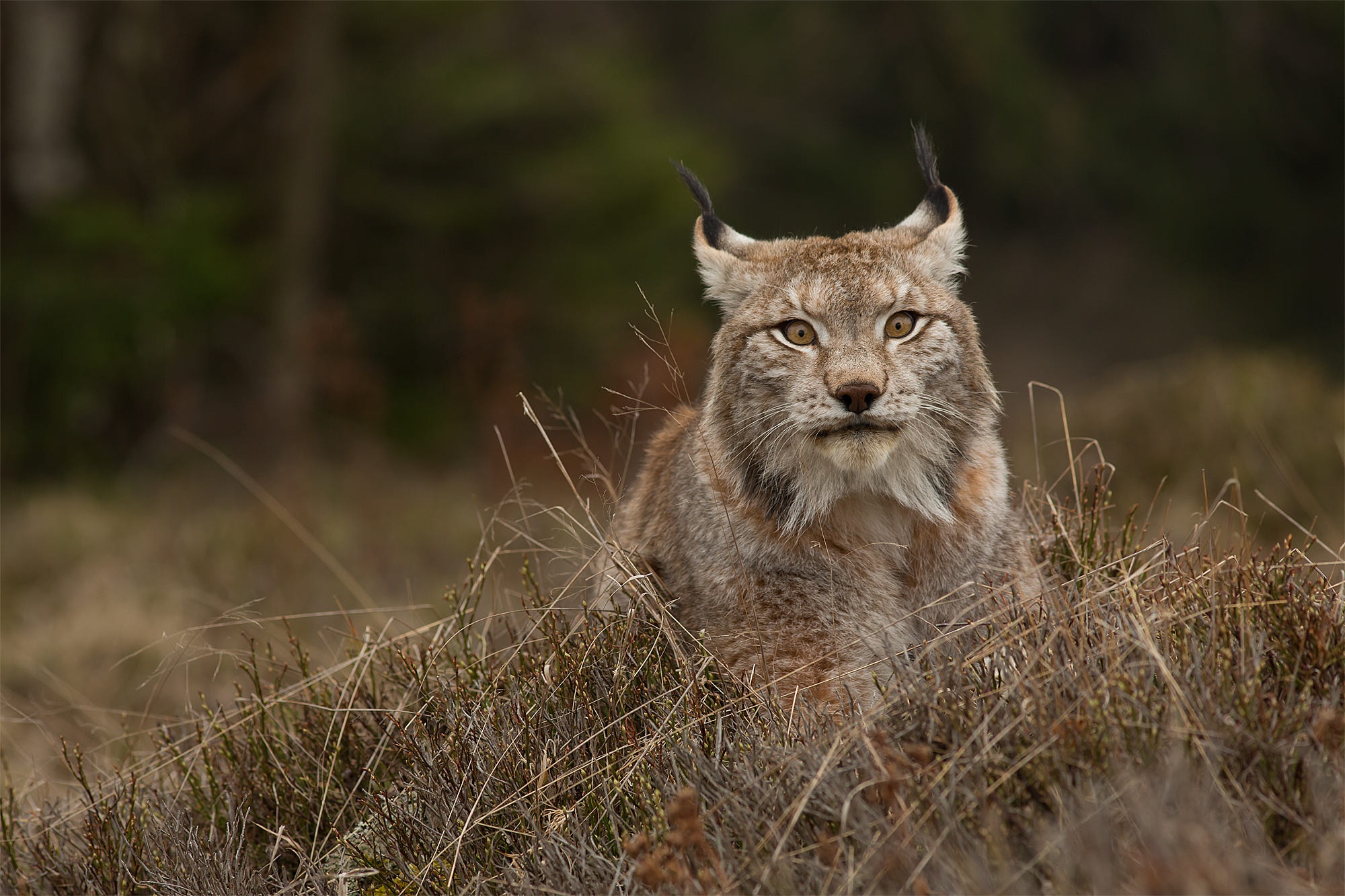 Рысь (Lynx Lynx) в дикой природе