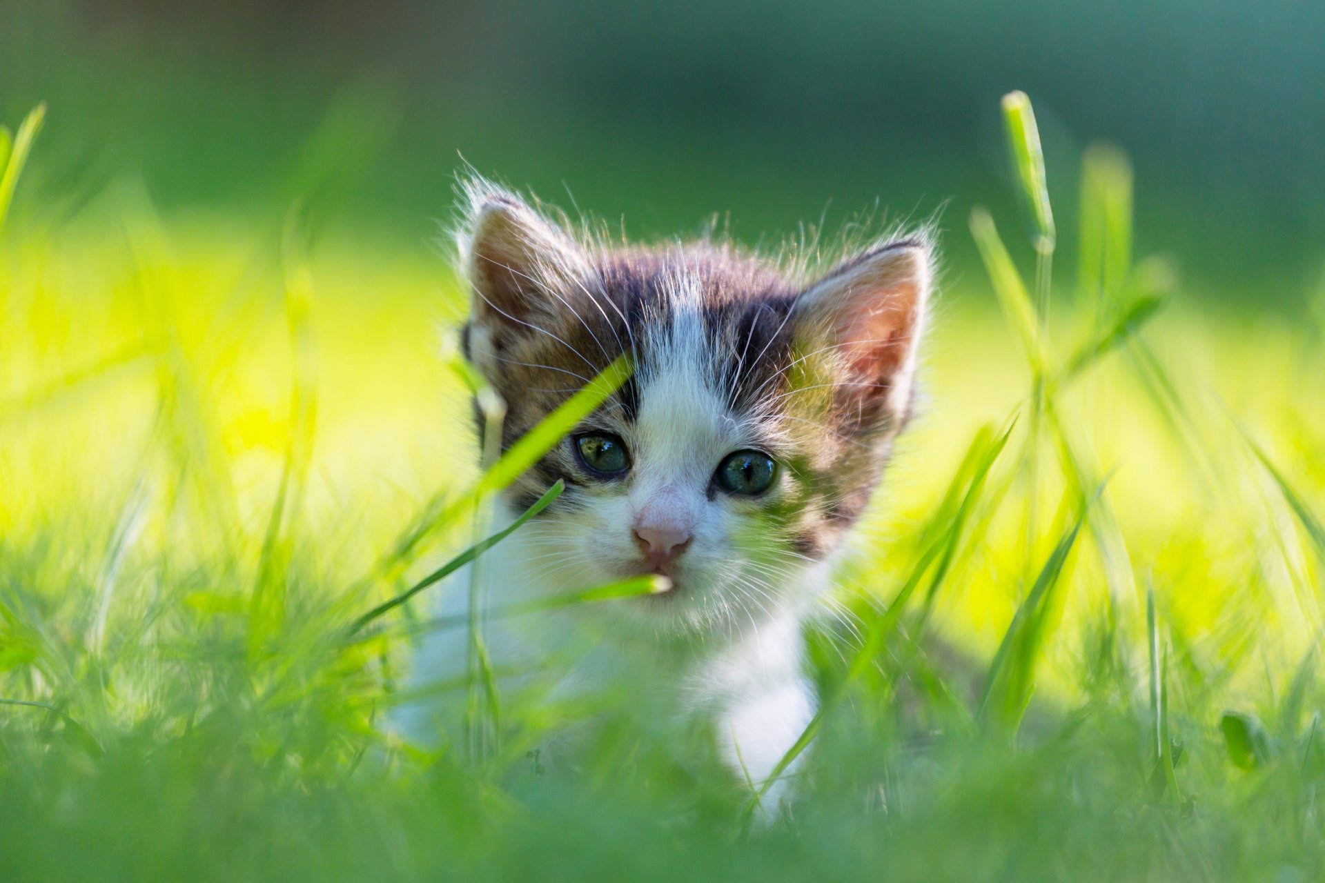 A close-up 4K Ultra HD image of a kitten with white and gray fur peeking through vibrant green grass in natural sunlight.