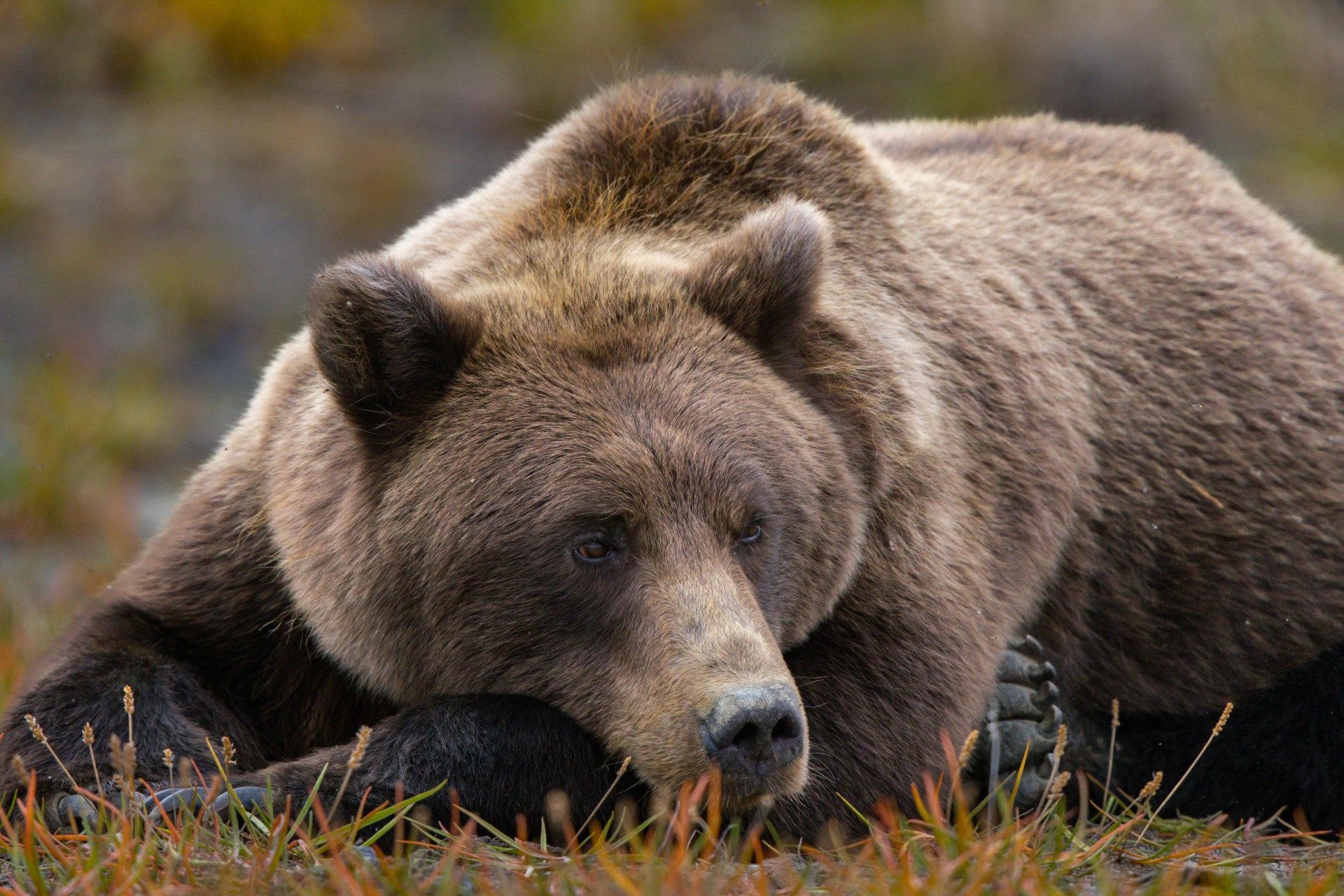 Close-up of a resting brown bear in tundra, detailed fur and calm expression — 4K Ultra HD PC desktop wallpaper/background.