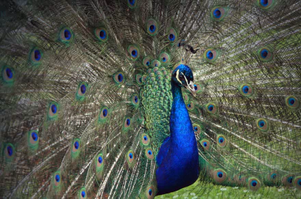 Animal peacock HD Desktop Wallpaper | Background Image