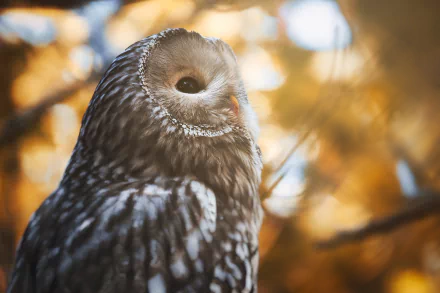 Animal owl HD Desktop Wallpaper | Background Image