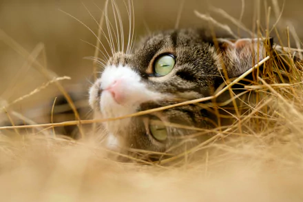 Animal cat HD Desktop Wallpaper | Background Image