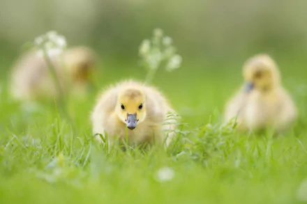 gosling Animal goose HD Desktop Wallpaper | Background Image