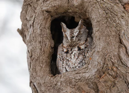 long eared owl Animal owl HD Desktop Wallpaper | Background Image