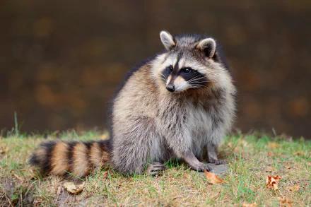 Animal raccoon HD Desktop Wallpaper | Background Image