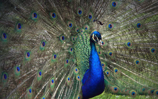 Animal peacock HD Desktop Wallpaper | Background Image