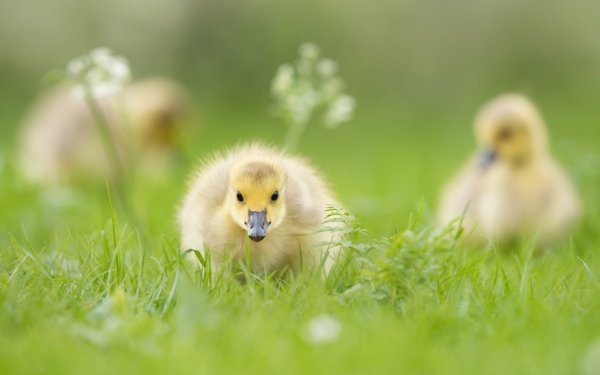 Animal Goose Birds Geese Gosling HD Wallpaper | Background Image