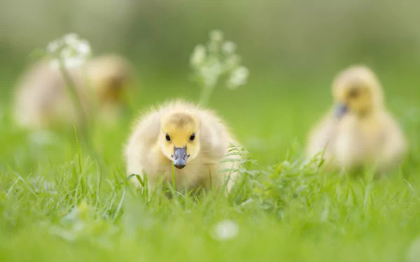 gosling Animal goose HD Desktop Wallpaper | Background Image
