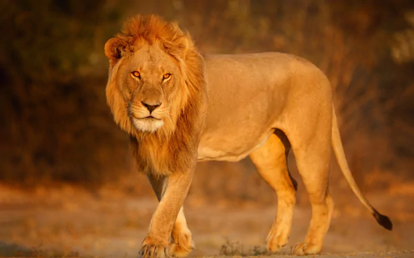 Majestic male lion in golden savanna light, Animal (lion) — 4K Ultra HD PC desktop wallpaper and background.