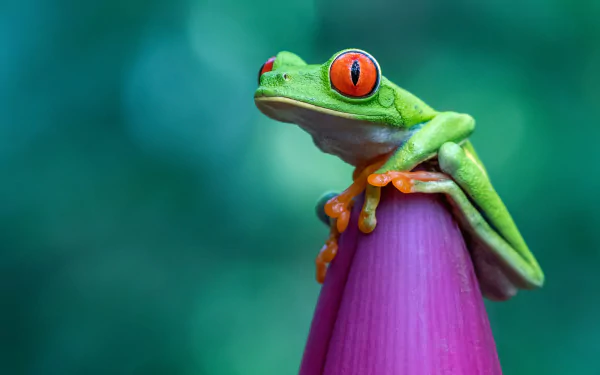 HD PC desktop wallpaper and background showing an animal: a vivid red-eyed tree frog perched on a purple bud against a soft green bokeh backdrop.