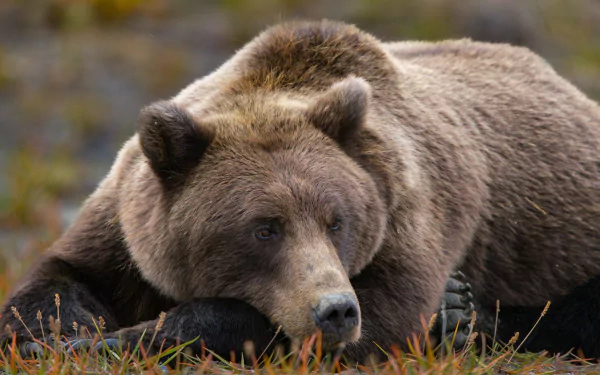 Animal bear HD Desktop Wallpaper | Background Image