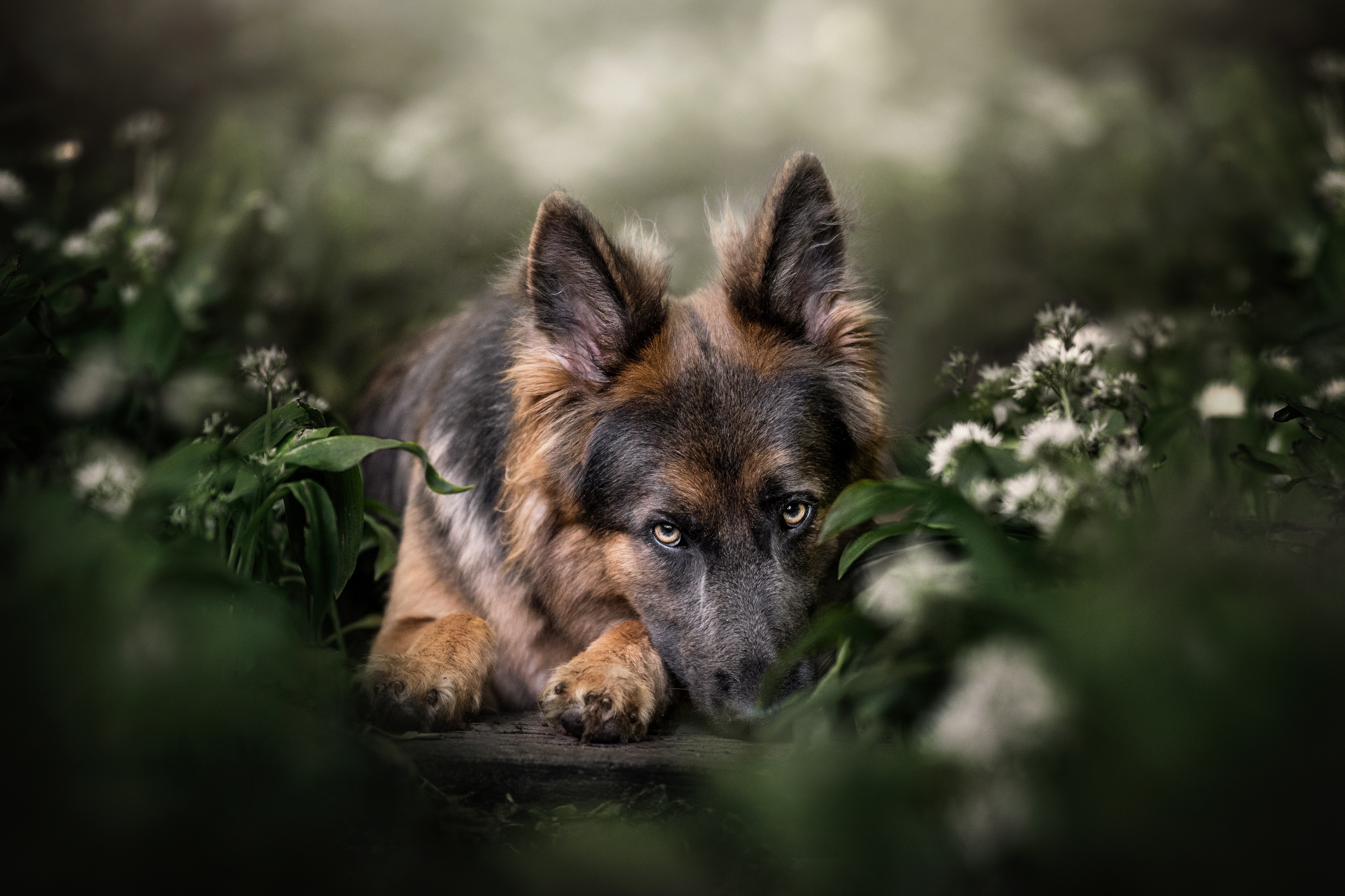German shepherd dog wallpapers HD  Download Free backgrounds