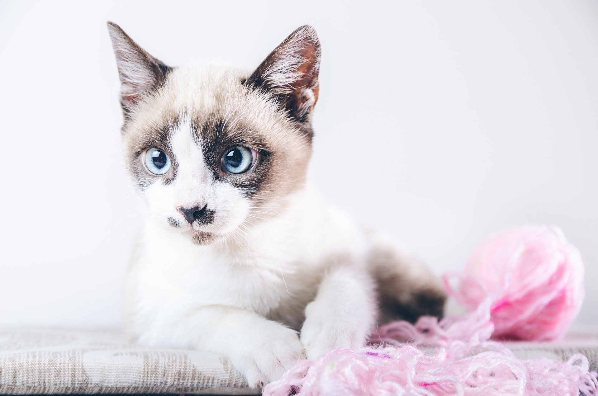 Blue-eyed kitten cat with cream-and-brown markings lounging by pink yarn on a clean white backdrop — 4K Ultra HD PC desktop wallpaper and background.