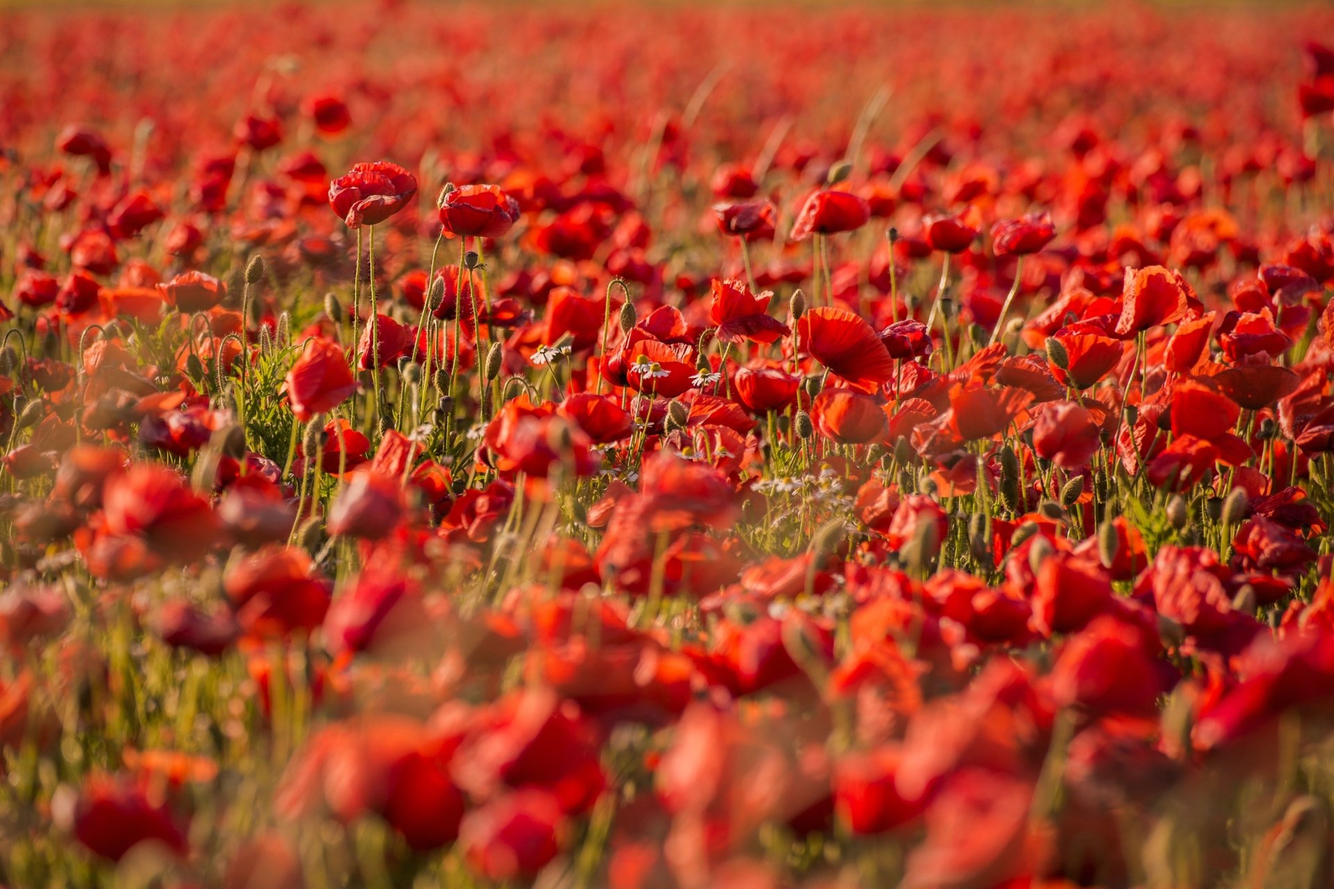 Download Nature Poppy HD Wallpaper