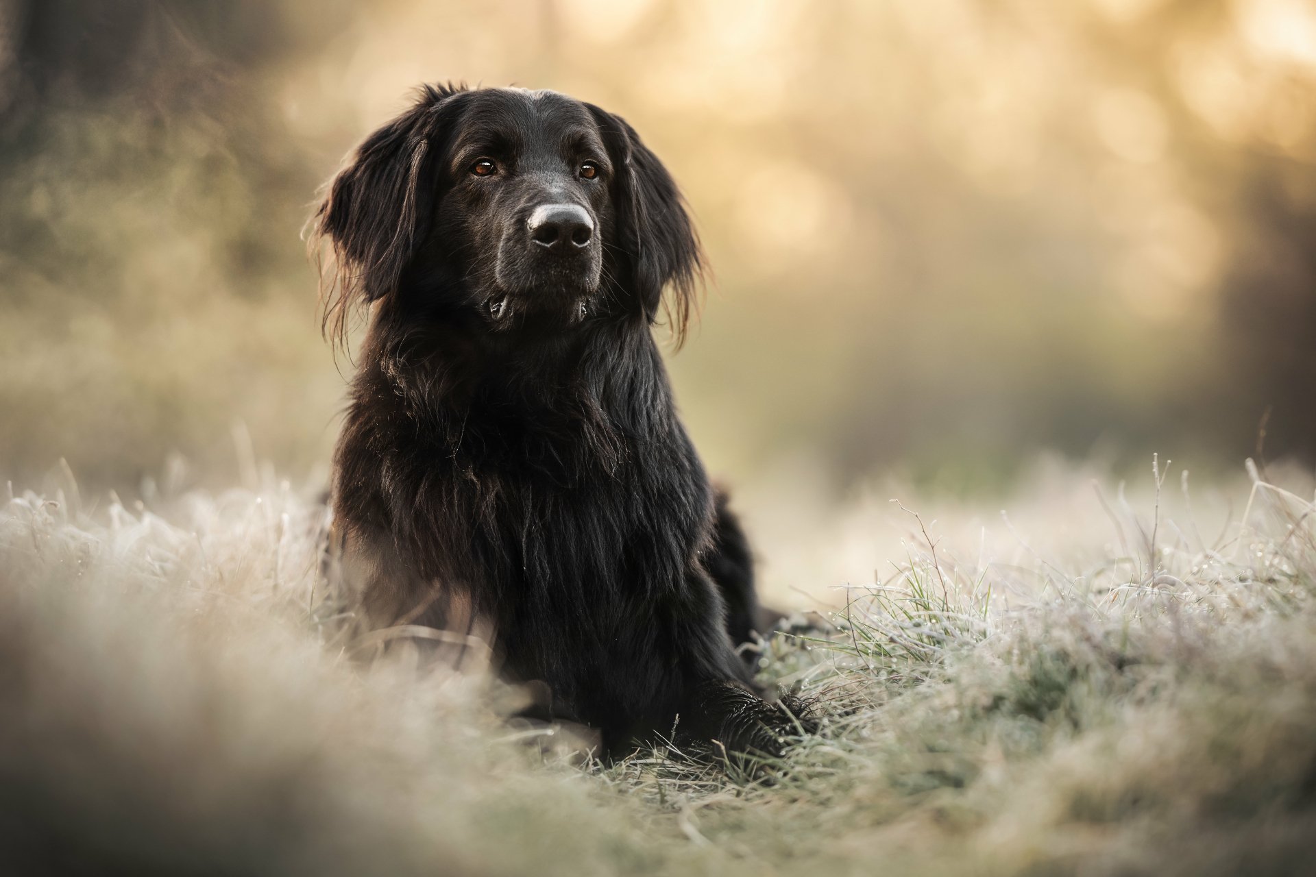 A black dog calmly lying in a soft-focus natural setting, captured in 4K Ultra HD for a detailed PC desktop wallpaper background.