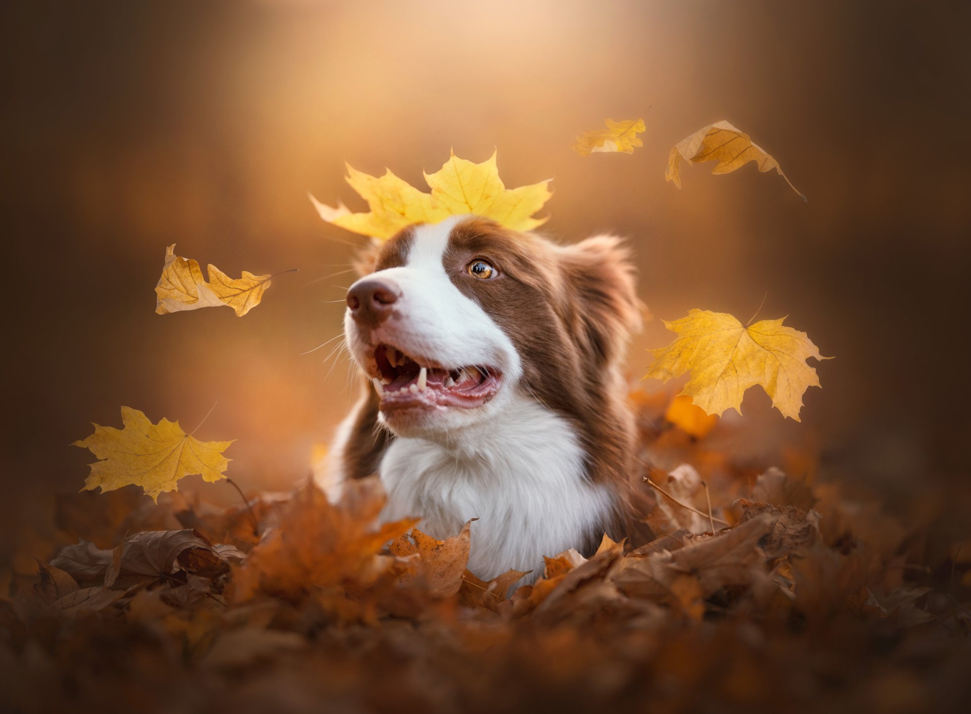 Download Animal Australian Shepherd 4k Ultra HD Wallpaper